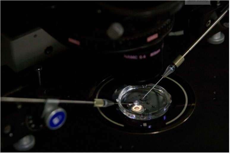 An+embryo+receives+a+dose+of+Cas9+protein+in+a+sperm+injection.+The+Cas9+protein%2C+along+with+a+guide+molecule%2C+is+capable+of+modifying+the+genetic+makeup+of+the+embryo+produced+through+this+procedure.+Picture+courtesy+of+Associated+Press.