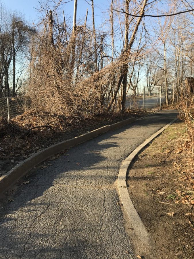 A snowless path behind North Middle School this February.
